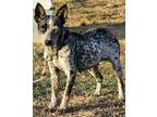 Adopt Leeta I AM DEAF a Merle Australian Cattle Dog / Mixed dog in Virginia