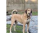 Adopt Richie a Labrador Retriever / Hound (Unknown Type) / Mixed dog in New