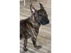Adopt Zeus a Brown/Chocolate Dutch Shepherd / Hound (Unknown Type) / Mixed dog