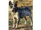 Adopt Leeta I AM DEAF a Merle Australian Cattle Dog / Mixed dog in Mt.Airy