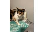 Adopt Calypso a Calico or Dilute Calico Domestic Shorthair cat in Springfield