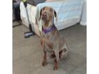 Adopt Calamity Jane a Brown/Chocolate Doberman Pinscher / Mixed dog in Vail