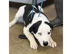 Adopt Ruckus a White - with Black Labrador Retriever dog in Vail, AZ (40441910)