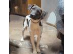 Adopt Tumble a Brindle Catahoula Leopard Dog / Hound (Unknown Type) dog in Vail