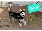 Adopt Kane a Black - with White Husky / Mixed dog in Phoenix, AZ (40448188)