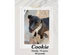 Adopt Cookie a Black - with White Mountain Cur dog in Lukeville, AZ (40434314)
