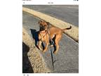 Adopt Zeus a Tan/Yellow/Fawn - with Black Black Mouth Cur / Mixed dog in