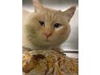 Adopt Whiteout a White Siamese / Domestic Shorthair / Mixed cat in Jackson