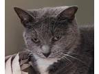 Adopt Misty a Gray or Blue Domestic Shorthair / Mixed Breed (Medium) / Mixed