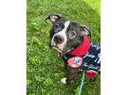 Adopt Figaro a Black - with White American Staffordshire Terrier / Mixed dog in