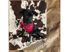 Adopt Mary Jo a Black Border Collie / Mixed Breed (Medium) / Mixed (short coat)