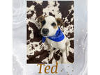 Adopt Ted a Tan/Yellow/Fawn Mixed Breed (Medium) / Mixed Breed (Medium) / Mixed