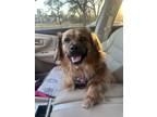 Adopt Soba a Tan/Yellow/Fawn Spaniel (Unknown Type) / Mixed dog in Dallas
