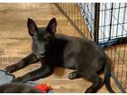 Adopt Brewdog a Black German Shepherd Dog / Mixed dog in Evergreen