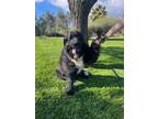 Adopt Onyx a Black - with White Newfoundland / Mixed dog in Torrance