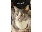 Adopt Maxwell a Gray or Blue (Mostly) Domestic Shorthair (short coat) cat in