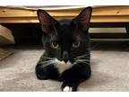 Adopt Potion a Black & White or Tuxedo Domestic Shorthair / Mixed cat in New