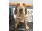 Adopt Big Anne a Brown/Chocolate Coonhound / Mixed Breed (Medium) / Mixed (short