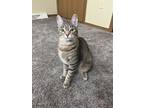Adopt Aurora a Brown Tabby Domestic Shorthair (short coat) cat in Janesville