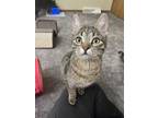 Adopt Lumi a Brown Tabby Domestic Shorthair (short coat) cat in Janesville