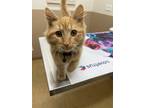 Adopt Percy a Orange or Red Domestic Mediumhair / Mixed (medium coat) cat in