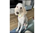 Adopt Logan a Tan/Yellow/Fawn Goldendoodle / Mixed dog in Phoenix, AZ (40441257)