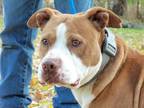 Adopt Thor a Brown/Chocolate - with White Pit Bull Terrier / Mixed dog in