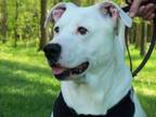 Adopt Ghost a Pit Bull Terrier / Mixed dog in Osgood, IN (40440700)