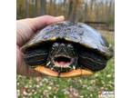 Adopt Fluffy a Turtle - Water reptile, amphibian, and/or fish in Hamilton