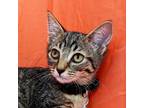 Adopt Henry a Brown Tabby Domestic Shorthair (short coat) cat in Mechanicsville