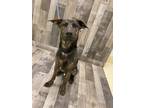Adopt Grey DIRM 1/9/24 a Black Shepherd (Unknown Type) / Mixed dog in San