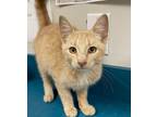 Adopt Sandie a Cream or Ivory Domestic Shorthair / Domestic Shorthair / Mixed