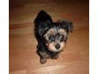 AKJD Teacup Yorkshire Terrier Puppies Available