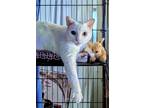 Adopt Redford a White Domestic Shorthair / Mixed (short coat) cat in O'Fallon