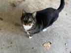 Adopt Shawty a Brown Tabby Domestic Shorthair / Mixed (short coat) cat in