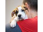 Adopt Shepard a Tan/Yellow/Fawn Mixed Breed (Medium) / Mixed dog in Atlanta