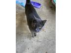Adopt Max a Gray or Blue Russian Blue / Mixed (short coat) cat in Woodbridge