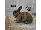 Adopt Dee a Tortoise Other/Unknown / Mixed (short coat) rabbit in Lindsay