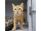 Adopt Crinkle Fry a Orange or Red Domestic Shorthair / Domestic Shorthair /