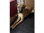 Adopt Nova a Brown/Chocolate Boxer / Mixed Breed (Medium) / Mixed dog in