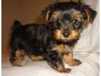 AHGD Teacup Yorkshire Terrier Puppies Available