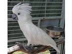 Adopt Ziggy a Cockatoo bird in Elizabeth, CO (38792753)