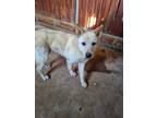 Adopt Soonja a Tan/Yellow/Fawn Shiba Inu / Jindo / Mixed dog in Bellevue
