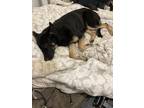Adopt Precious a Black German Shepherd Dog / Mixed dog in Rancho Cordova