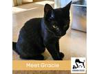 Adopt Gracie a All Black Domestic Shorthair (short coat) cat in Luling