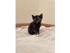 Adopt Kitty a Tortoiseshell American Shorthair / Mixed (short coat) cat in
