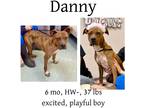 Adopt Danny a Mixed Breed (Medium) / Mixed dog in Albany, GA (40254197)
