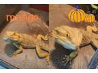 Adopt Mango - long-term resident! a Lizard reptile, amphibian