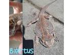 Adopt Bortus - a long-term resident! a Lizard reptile, amphibian