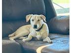 Adopt Billy a White Labrador Retriever / Pointer dog in Phoenix, AZ (40435360)